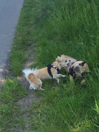 Dogorama Photo Challenge - Spielgesicht-Beitrag-Bild