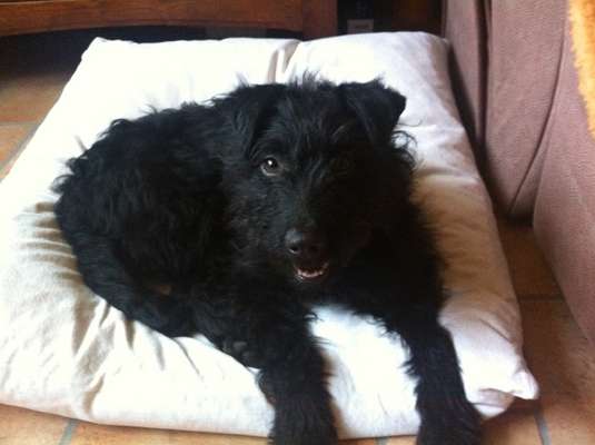 Black dogs are beautiful-Beitrag-Bild