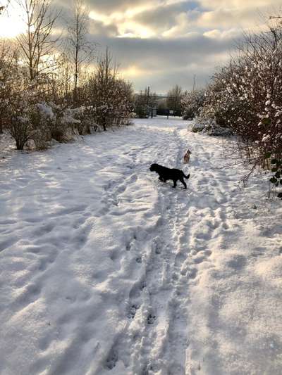 Die wunderschöne Welt mit Hund.-Beitrag-Bild
