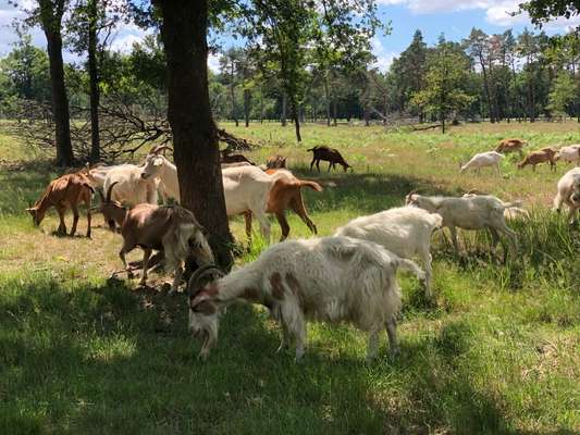 Die wunderschöne Welt mit Hund.-Beitrag-Bild