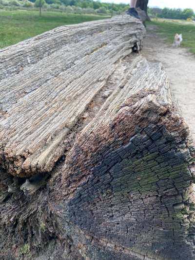 Die wunderschöne Welt mit Hund.-Beitrag-Bild