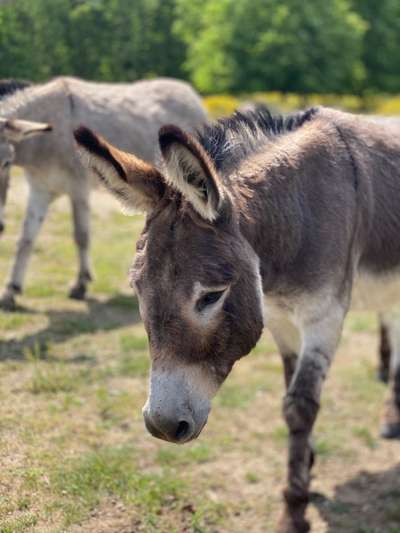 Die wunderschöne Welt mit Hund.-Beitrag-Bild