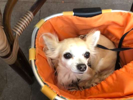 Hunde Porträt (Portrait) Galerie....-Beitrag-Bild