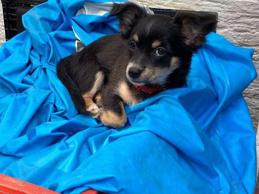 Black dogs are beautiful-Beitrag-Bild