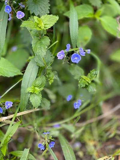 Die wunderschöne Welt mit Hund.-Beitrag-Bild