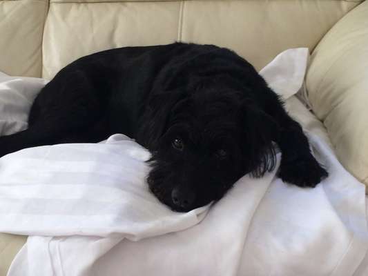 Black dogs are beautiful-Beitrag-Bild