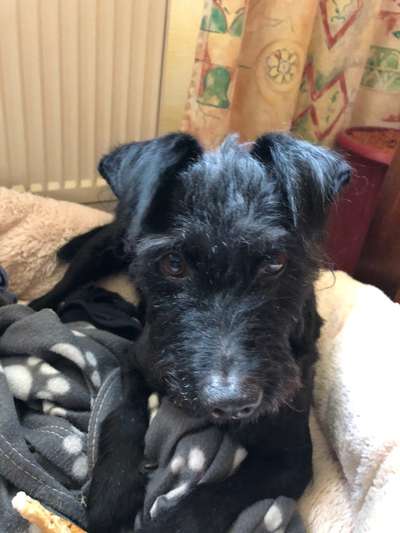 Hunde Porträt (Portrait) Galerie....-Beitrag-Bild