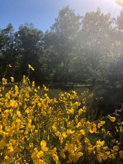 Die wunderschöne Welt mit Hund.-Beitrag-Bild