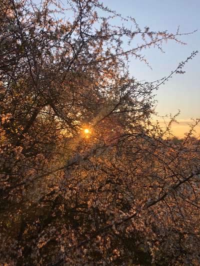 Die wunderschöne Welt mit Hund.-Beitrag-Bild