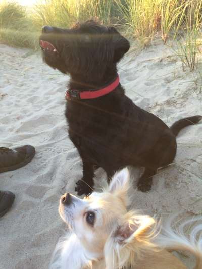 Black dogs are beautiful-Beitrag-Bild