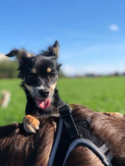 Black dogs are beautiful-Beitrag-Bild