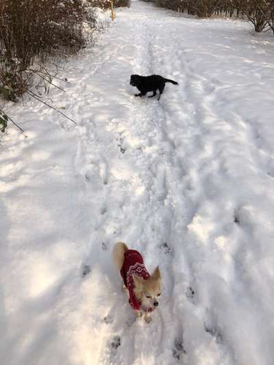 Die wunderschöne Welt mit Hund.-Beitrag-Bild