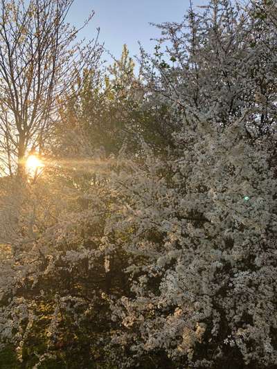 Die wunderschöne Welt mit Hund.-Beitrag-Bild