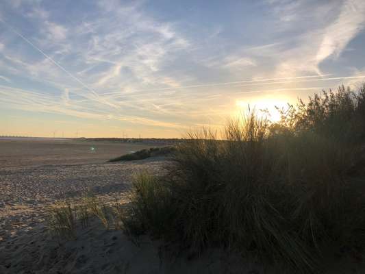 Die wunderschöne Welt mit Hund.-Beitrag-Bild