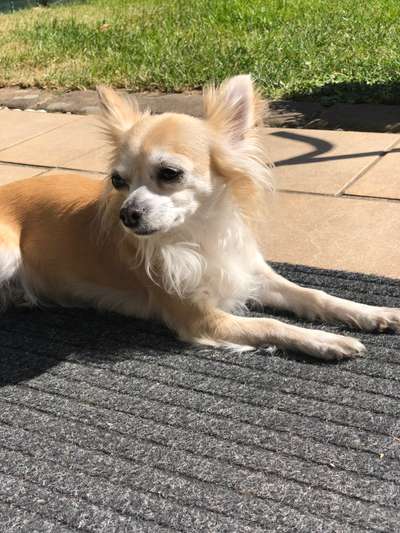 Wo sind die Chihuahua Besitzer ?-Beitrag-Bild