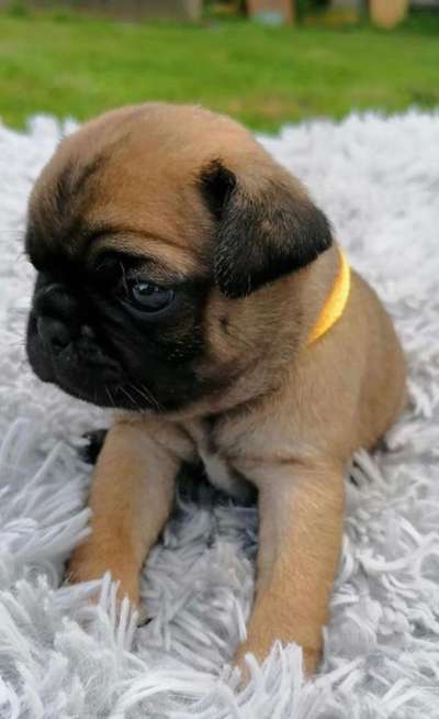 Welpen Bilder !-Beitrag-Bild