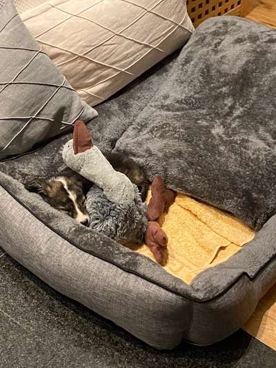 Welpen Bilder !-Beitrag-Bild