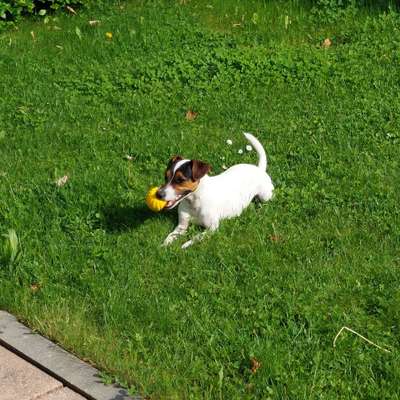 Hundetreffen-Gassitreffen-Bild