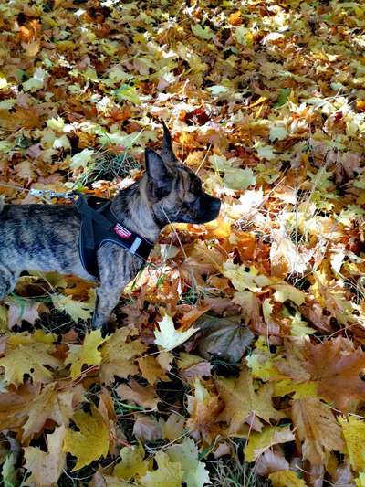 Zeigt mal die schönsten Bilder von euren Hunden !-Beitrag-Bild