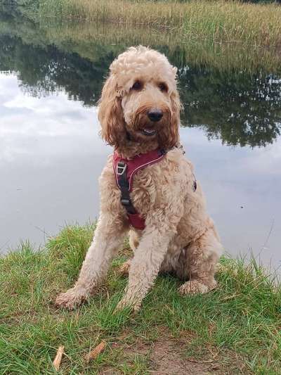 Irish Doodle?!-Beitrag-Bild