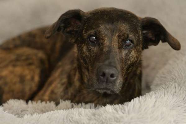 Dogorama Photo Challenge - Hundeblick zum hinschmelzen-Beitrag-Bild