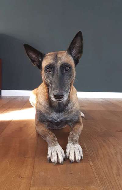 Zeigt eure Malinois!!!-Beitrag-Bild