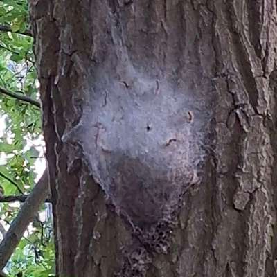 Giftköder-Mehrere Bäume befallen mit EPS-Bild