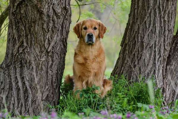 12. Farben Foto Challenge --- Braun-Beitrag-Bild