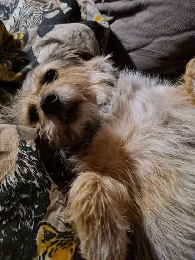 Welche Hunderasse-Beitrag-Bild