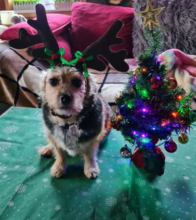 It's beginning to look a lot like.....-Beitrag-Bild