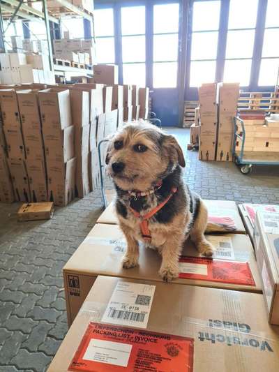 Wo habt ihr eure Hunde her ?-Beitrag-Bild