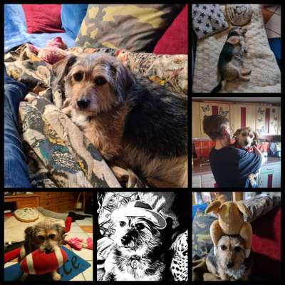 Mischlingshunde Foto Aufruf-Beitrag-Bild