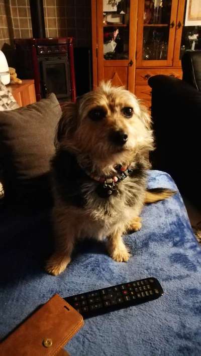 Welche Hunderasse-Beitrag-Bild