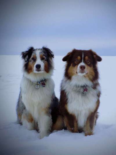 Welche Hunderasse-Beitrag-Bild