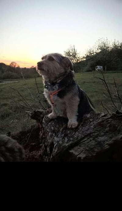 Mischlingshunde Foto Aufruf-Beitrag-Bild