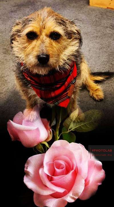 Hunde im Bett-Beitrag-Bild