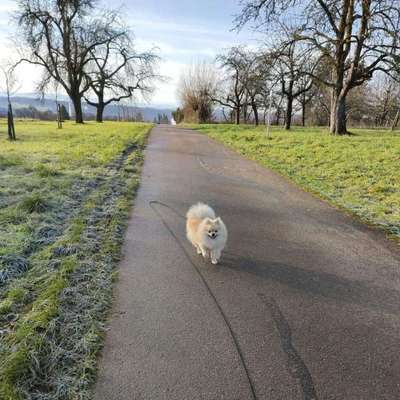 Hundetreffen-Gassi und Spiel - Treffen-Bild