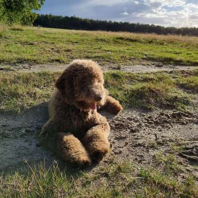 Hundetreffen-Welpen spielen!!!-Bild