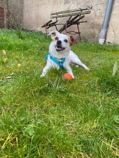 Hundetreffen-Elli sucht Spielkameraden 🐾-Bild