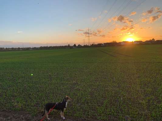 Angsthündin aus Rumänien-Beitrag-Bild