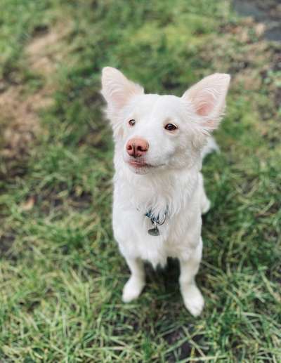 Hundetreffen-Spazieren und Spieltreff-Bild