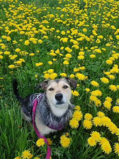 Fotochallange 63: "Dein blühendes Hündchen"-Beitrag-Bild