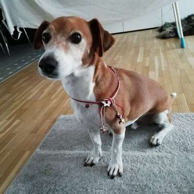 Hundetreffen-Gassirunde mit Hundesenioren