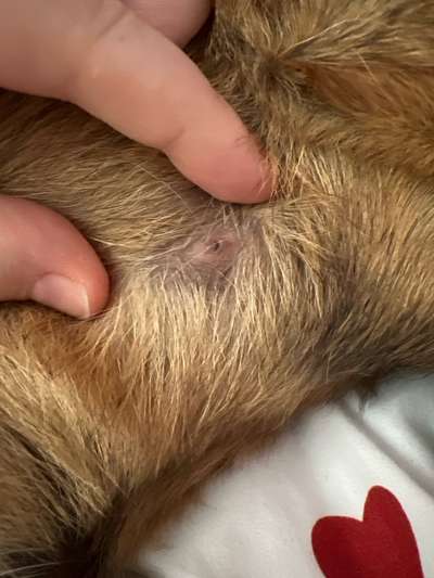 Knubbel im Fell gefunden-Beitrag-Bild