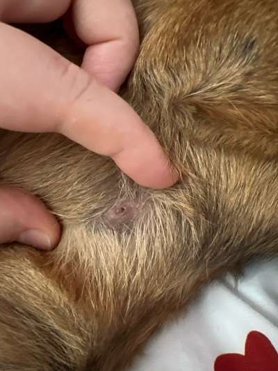 Knubbel im Fell gefunden-Beitrag-Bild