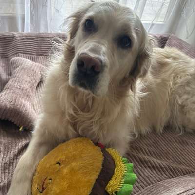 Hundetreffen-Spielrunde