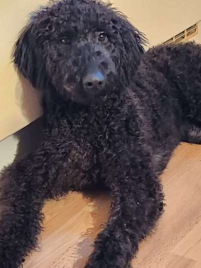 Hundetreffen-Hundetreffen-Bild