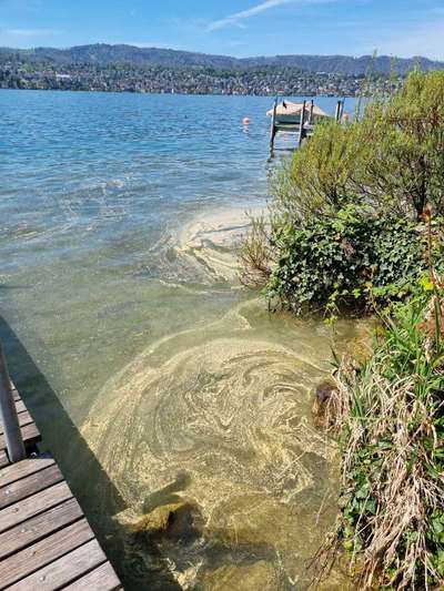 Giftköder-Blaualgen im Zürichsee-Bild