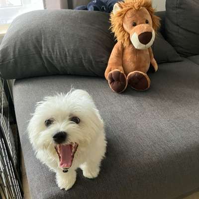 Hundetreffen-Spielrunde mit Winnie-Bild