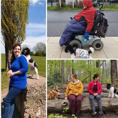 Alles rund um den Pudel-Beitrag-Bild